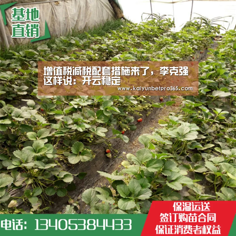 开云竞猜